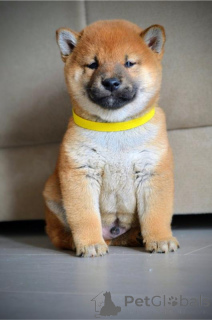 Photo №1. shiba inu - for sale in the city of Kragujevac | negotiated | Announcement № 156575