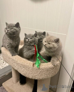 Photo №1. british shorthair - for sale in the city of Берлингероде | Is free | Announcement № 140715
