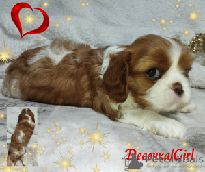 Additional photos: Cavalier King Charles Spaniel puppies