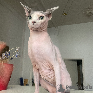 Photo №3. Sphynx boy for mating  in Belgium. Announcement № 45552