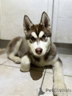 Photo №2 to announcement № 162731 for the sale of siberian husky - buy in Finland breeder