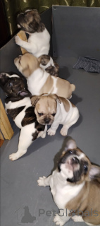 Photo №3. I offer reservation. Ukraine