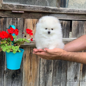 Photo №1. pomeranian - for sale in the city of Гамбург | 317$ | Announcement № 107834