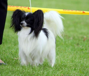 Photo №2 to announcement № 863 for the sale of papillon dog - buy in Lithuania private announcement, from nursery, breeder
