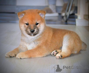 Photo №2 to announcement № 156575 for the sale of shiba inu - buy in Serbia breeder