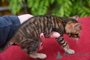 Photo №1. toyger - for sale in the city of Helsinki | 310$ | Announcement № 161040