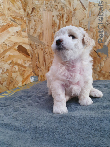 Photo №1. bichon frise - for sale in the city of Bar | negotiated | Announcement № 39293