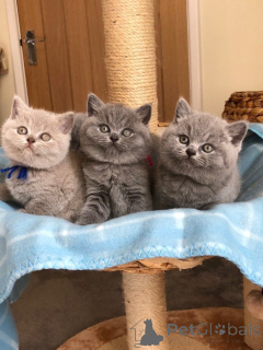 Photo №1. british shorthair - for sale in the city of Birkirkara | 350$ | Announcement № 171071