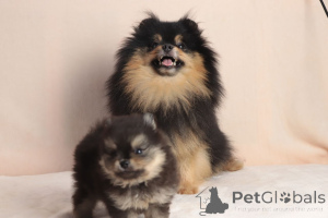 Photo №2 to announcement № 165443 for the sale of pomeranian - buy in Ukraine from nursery
