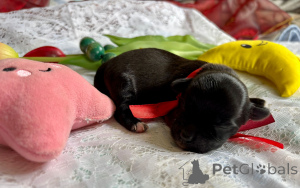 Photo №1. havanese dog - for sale in the city of Pogórze | 885$ | Announcement № 143662