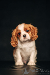 Photo №1. cavalier king charles spaniel - for sale in the city of Daugavpils | 1268$ | Announcement № 98634