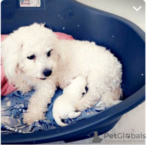 Photo №3. Bichon Frize female puppy for sale. France