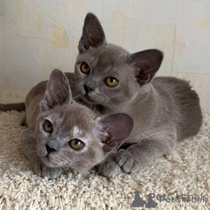 Photo №1. burmese cat - for sale in the city of City of London | negotiated | Announcement № 171136