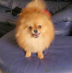 Photo №3. Pomeranian BOO Puppies of the highest quality. Serbia