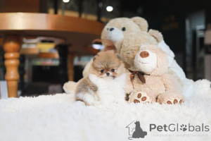 Photo №1. pomeranian - for sale in the city of Tennessee City | negotiated | Announcement № 155002