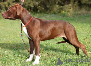 Photo №2 to announcement № 8509 for the sale of american pit bull terrier - buy in Russian Federation breeder