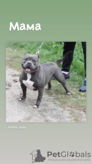 Photo №3. American bully, puppies. Russian Federation
