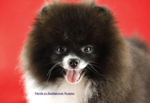 Photo №1. pomeranian - for sale in the city of Sevastopol | 3000$ | Announcement № 3752