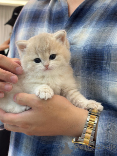Photo №1. british shorthair - for sale in the city of Berlin | negotiated | Announcement № 175113