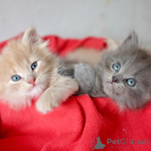 Photo №2 to announcement № 172363 for the sale of siberian cat - buy in Greece private announcement