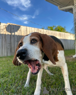 Photo №3. Meet Hudson the playful water explorer with a heart as big as his paws!. Belgium