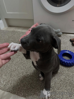 Photo №3. Charming Staffordshire Bull Terrier Intelligent and Loving. France