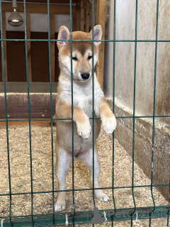 Photo №3. Shiba Inu puppies from top parents. Serbia
