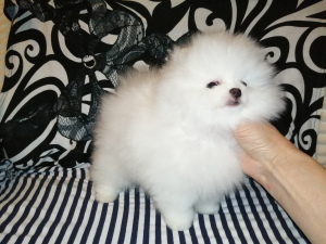 Photo №2 to announcement № 4577 for the sale of non-pedigree dogs - buy in Russian Federation from nursery
