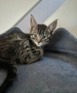 Photo №4. I will sell cornish rex in the city of Melton. breeder - price - Is free