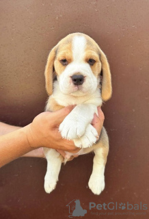 Photo №2 to announcement № 108156 for the sale of beagle - buy in Serbia 