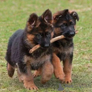 Photo №1. german shepherd - for sale in the city of Amsterdam | 774$ | Announcement № 160471
