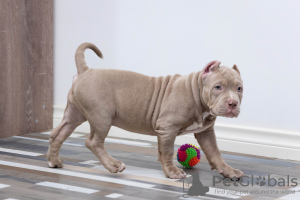 Photo №4. I will sell american bully in the city of Dolgoprudny. private announcement, from nursery, breeder - price - 1162$