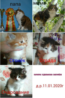 Photo №1. kurilen bobtail - for sale in the city of Чита | Negotiated | Announcement № 5717