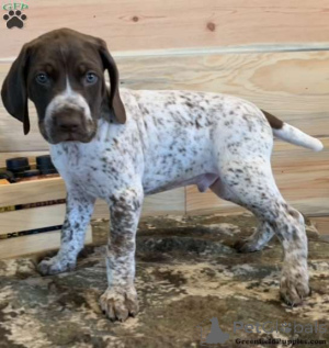 Photo №1. german shorthaired pointer - for sale in the city of Aleksandria | 495$ | Announcement № 172658