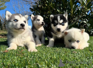 Photo №1. siberian husky - for sale in the city of Nuremberg | Is free | Announcement № 150709