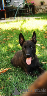 Additional photos: Dutch Shepherd puppies