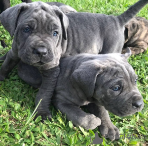 Photo №1. cane corso - for sale in the city of Canterbury | negotiated | Announcement № 120574