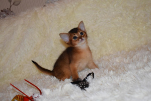 Photo №2 to announcement № 2100 for the sale of abyssinian cat - buy in Russian Federation 