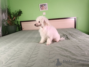 Photo №3. Dwarf poodle. Estonia