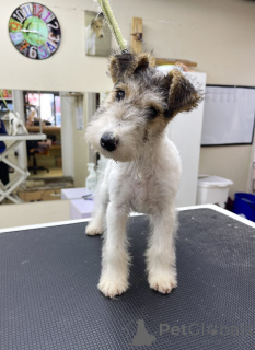 Photo №4. I will sell non-pedigree dogs in the city of Chicago. breeder - price - 500$