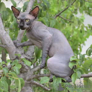 Photo №4. I will sell sphynx-katze in the city of Simferopol. from nursery - price - negotiated