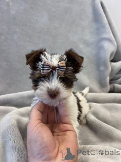 Photo №3. Biewer Yorkshire Terrier registriert. Germany