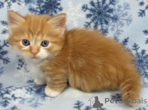 Photo №1. munchkin - for sale in the city of Varberg | negotiated | Announcement № 158425
