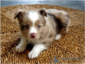 Photo №1. australian shepherd - for sale in the city of Stockton | Is free | Announcement № 124120