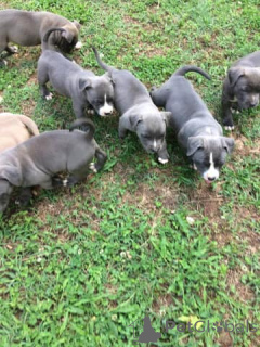 Photo №2 to announcement № 135753 for the sale of american pit bull terrier - buy in Germany private announcement, from the shelter