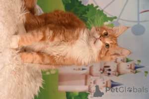 Photo №3. vladi. Israel