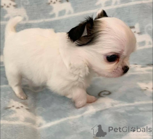 Photo №2 to announcement № 139994 for the sale of chihuahua - buy in United States breeder