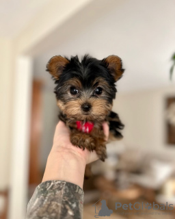 Photo №2 to announcement № 133406 for the sale of yorkshire terrier - buy in United States 