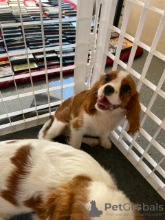 Photo №2 to announcement № 116960 for the sale of cavalier king charles spaniel - buy in Belgium private announcement, breeder