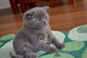 Photo №1. scottish fold - for sale in the city of Fleurus | Is free | Announcement № 165683